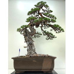 pinus sylvestris bonsai