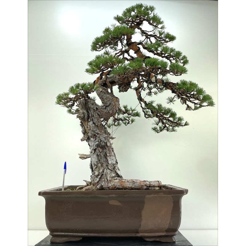 pinus sylvestris bonsai