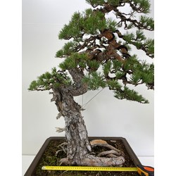 pinus sylvestris bonsai view 2