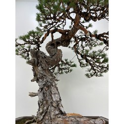 pinus sylvestris bonsai view 3