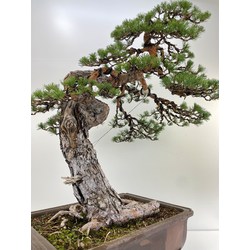 pinus sylvestris bonsai view 4