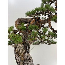 pinus sylvestris bonsai view 5