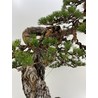 pinus sylvestris bonsai view 5