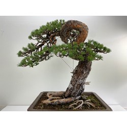 pinus sylvestris bonsai view 6