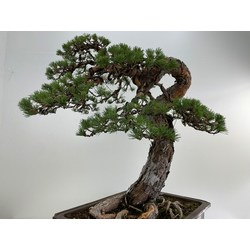pinus sylvestris bonsai view 7