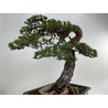 pinus sylvestris bonsai view 7