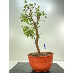 pyrus bonsai