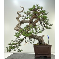 pinus sylvestris bonsai