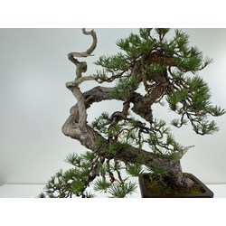 pinus sylvestris bonsai view 2