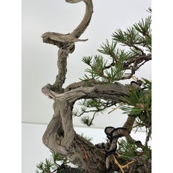 bonsai pino silvestre vista 3
