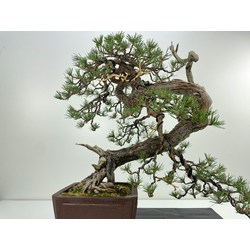 pinus sylvestris bonsai view 4