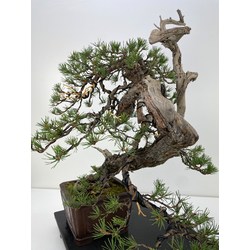 pinus sylvestris bonsai view 5