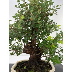 Quercus suber (alcornoque) I-5952 Vista 2