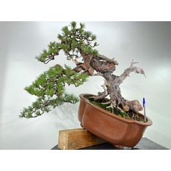 Pinus sylvestris - pino silvestre europeo - I-5959