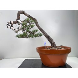 Pinus sylvestris - pino silvestre europeo - I-5960