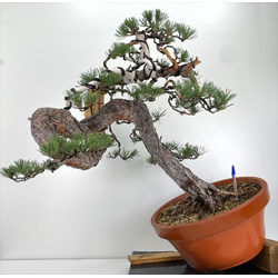 Pinus sylvestris - pino silvestre europeo - I-5961