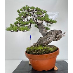 Pinus sylvestris - pino silvestre europeo - I-5962