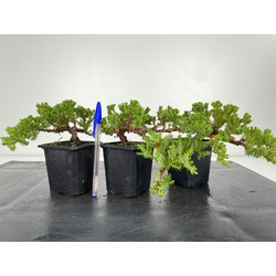 Juniperus Procumbens