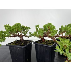 Juniperus procu Vista 2