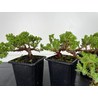 Juniperus Procumbens View 2