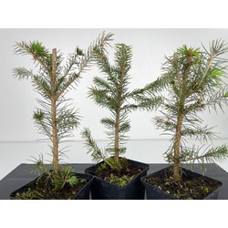 Picea abies I-4499