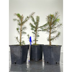 Picea abies I-4499 Vista 2