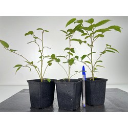 Carpinus japonica - carpe japonés - I-5968 Vista 2
