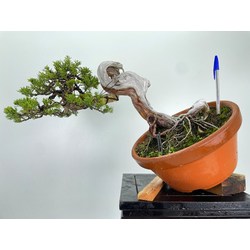 Juniperus sabina - sabina rastrera - A00486 Vista 2