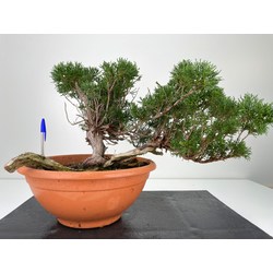 Juniperus sabina -sabina rastrera-  I-5969