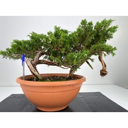 Juniperus sabina -sabina rastrera-  I-5970