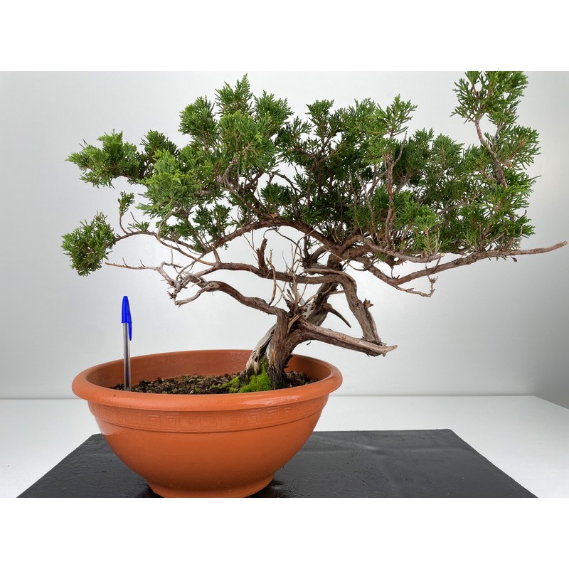 Juniperus sabina -sabina rastrera-  I-5971