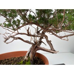 Juniperus sabina -sabina rastrera-  I-5971 vista 2