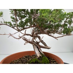 Juniperus sabina -sabina rastrera-  I-5971 vista 3