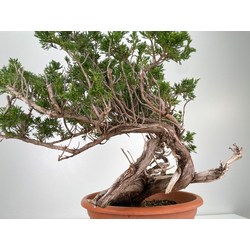 Juniperus sabina -sabina rastrera-  I-5971 vista 5
