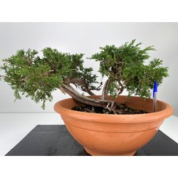 Juniperus sabina -sabina rastrera-  I-5972