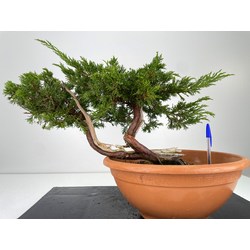 Juniperus sabina I-5973