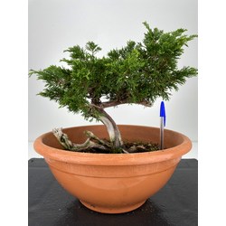 Juniperus sabina -sabina rastrera-  I-5974