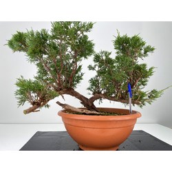 Juniperus sabina -sabina rastrera-  I-5977