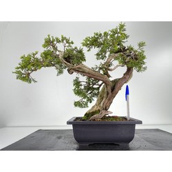 Juniperus sabina -sabina rastrera- A001187