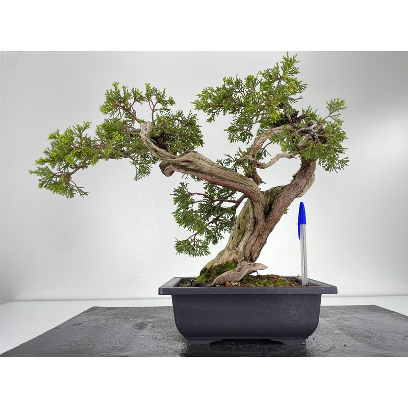 Juniperus sabina A001187