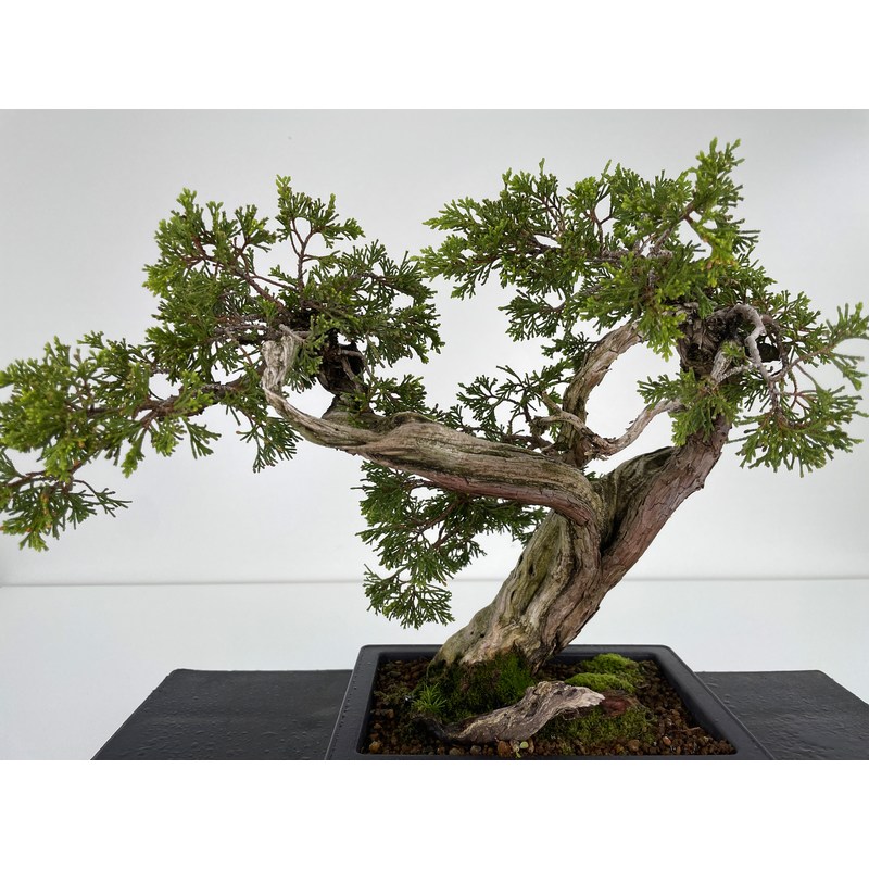 Juniperus sabina sabina rastrera bonsái A001187