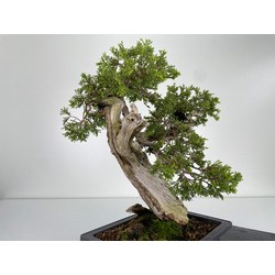 Juniperus sabina A001187 view 5