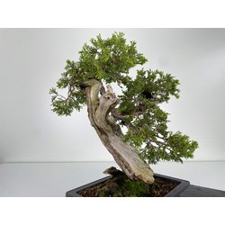 Juniperus sabina -sabina rastrera- A001187 vista 5