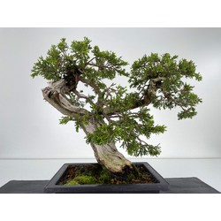 Juniperus sabina -sabina rastrera- A001187 vista 4