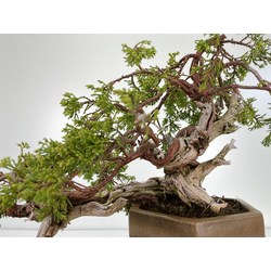 Juniperus sabina A00697 view 2