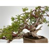 Juniperus sabina A00697 view 2