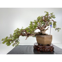 Juniperus sabina A00697
