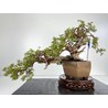 Juniperus sabina A00697