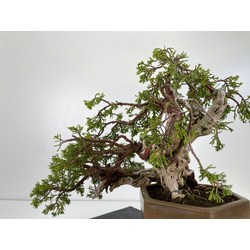 Juniperus sabina -sabina rastrera- A00697 vista 3