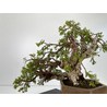 Juniperus sabina A00697 view 3